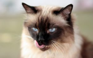 Katten